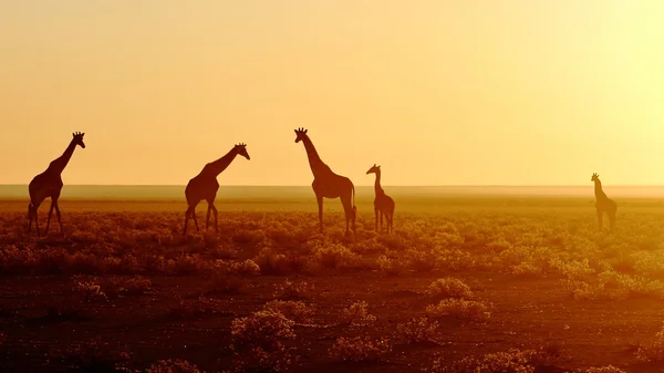 Besättning med giraffer på sunrise — Stockfoto