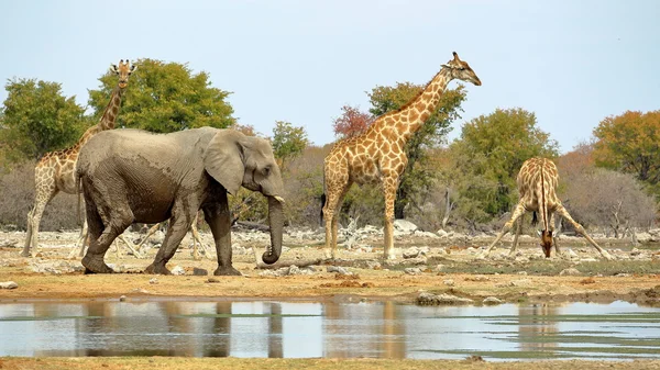 Elefanter och giraffer vattning i Etosha, Namibia. — Stockfoto