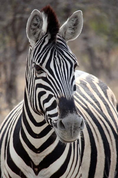 Zebra porträtt i Etosha, Namibia — Stockfoto