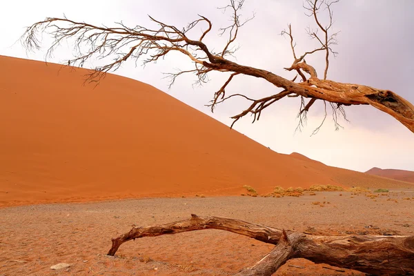 Sossusvlei: Namib Çölü, Namibya — Stok fotoğraf