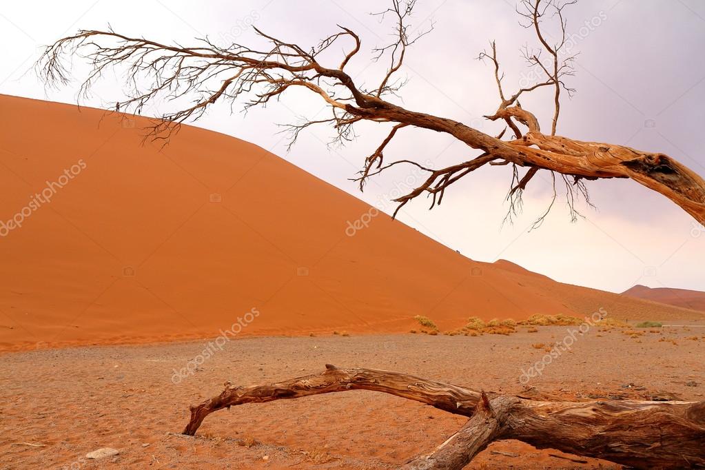 Sossusvlei: Namib Desert, Namibia