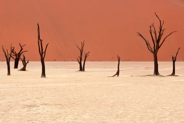 Sossusvlei: Namib Çölü, Namibya