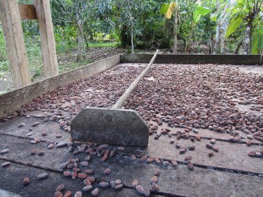 Kakao çekirdeği kurutma