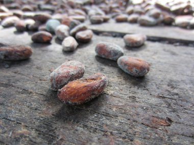 Kakao çekirdeği kurutma