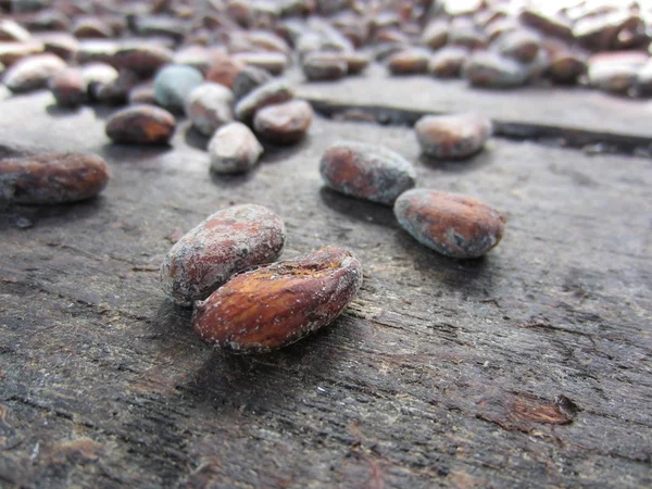 Kakao çekirdeği kurutma