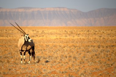 namib Çölü'nde Afrika antilobu