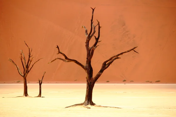 Ölü akasya ağaçları