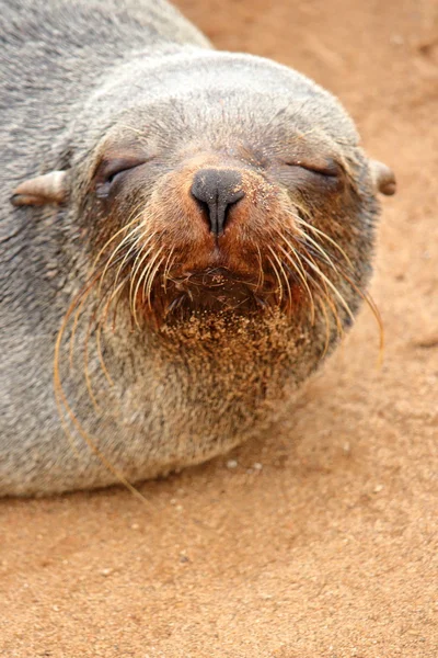 Bir mühür portresi