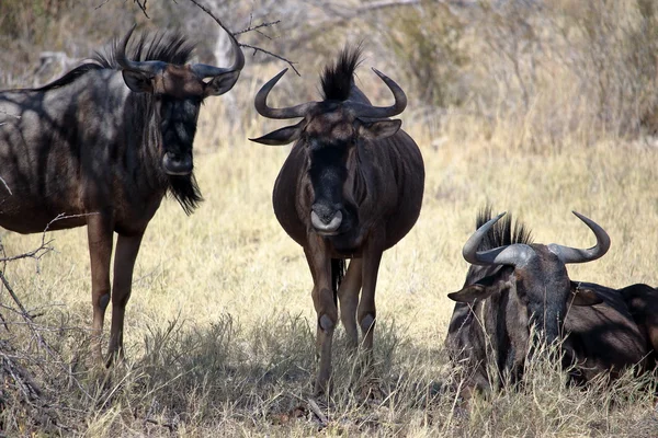 Afrikanska blue wildebeest — Stockfoto