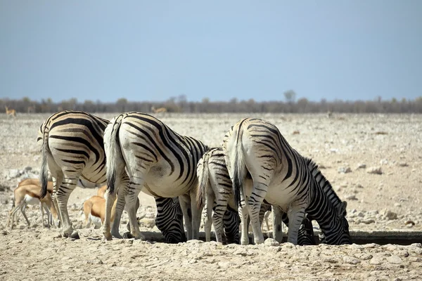 Zebra i Afrika — Stockfoto