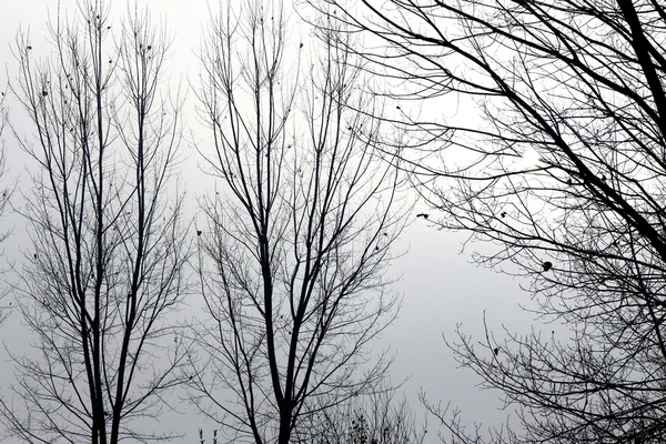 Arbres rétroéclairés bidon — Photo