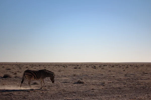 Zebra i Etosha, Namibia — Stockfoto