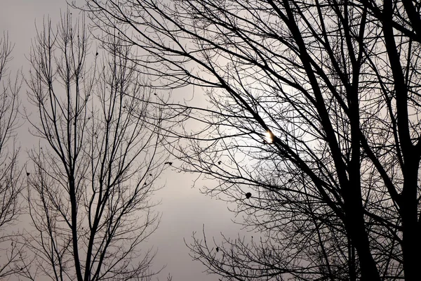 Árvores nebulosas retroiluminadas . — Fotografia de Stock