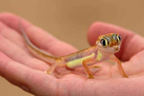 Web-footed Gecko, Palmatogecko