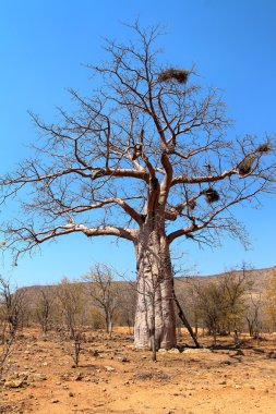 Namibya Baobab ağacı