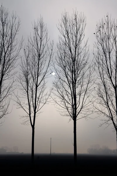 Arbres rétroéclairés bidon — Photo