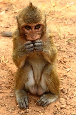 Maymun Angkor sitesinde, Kamboçya