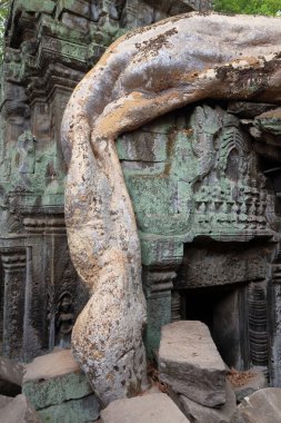 ta prohm, angkor, Kamboçya