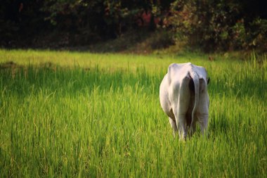 Pirinç alan, Indochina