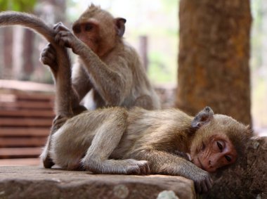 Maymun Angkor sitesinde, Kamboçya