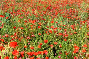 Kırmızı haşhaş tarlası