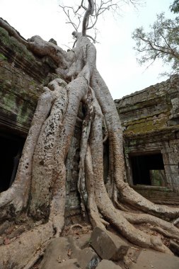 ta prohm, angkor, Kamboçya