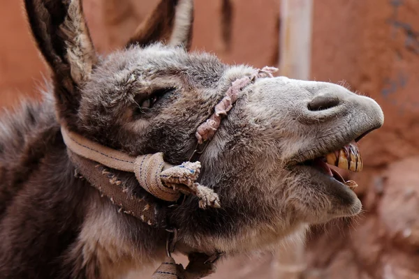 Baying eşek: portre