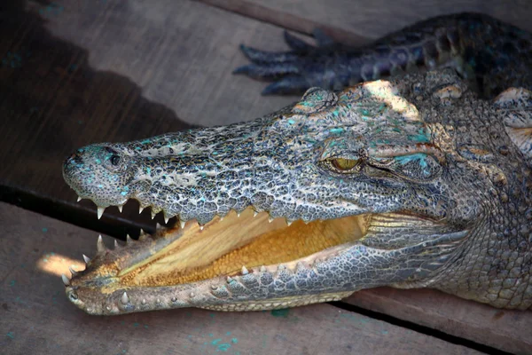 Krokodil feje részletek — Stock Fotó