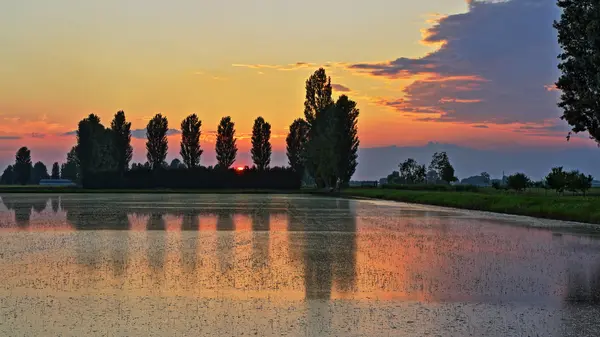 Champ de riz au coucher du soleil — Photo