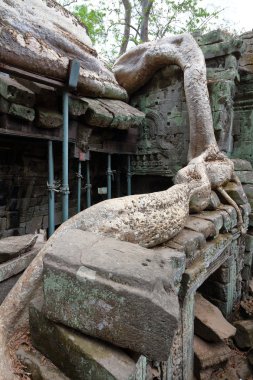 ta prohm, angkor, Kamboçya