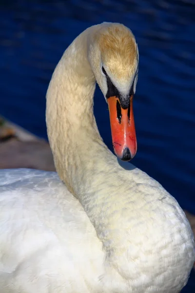 Weißer Schwan — Stockfoto