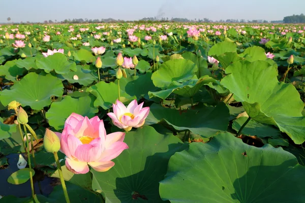 Вода Ліллі фону — стокове фото