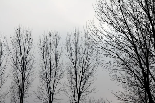 Arbres rétroéclairés bidon — Photo