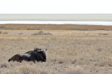 Afrika mavi wildebeest