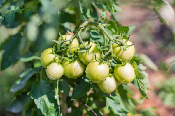 Green tomatoes in the garden grow in summer