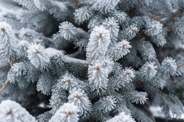 Fir branches and needles in the snow in winter in the park