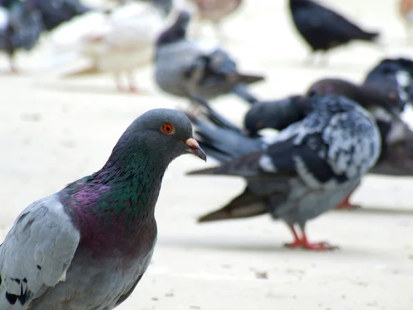 Güvercinler sürüsü