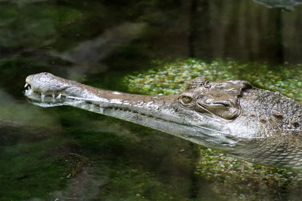 Mladého aligátora pronásledování kořisti — Stock fotografie