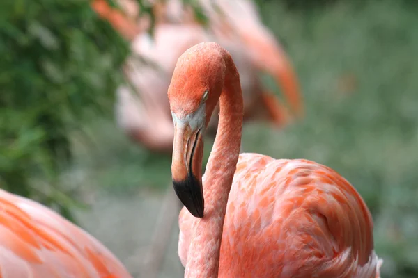 Amerikan flamingolar - Phoenicopterus Ruber