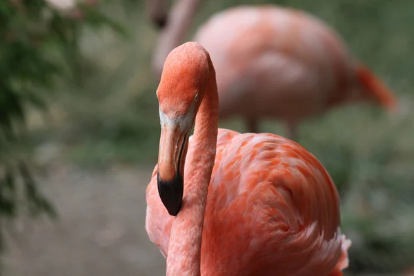 Amerikan flamingo - phoenicopterus ruber