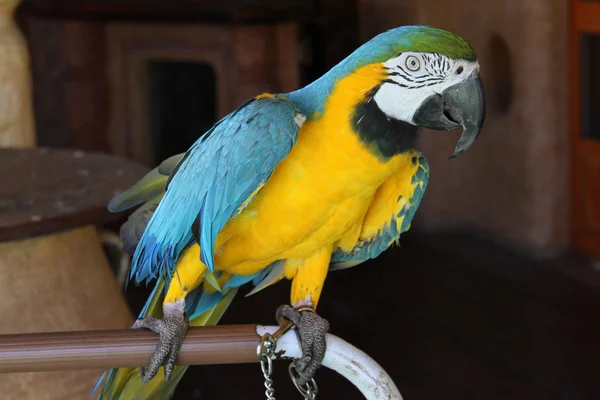 Ara ararauna papağan — Stok fotoğraf