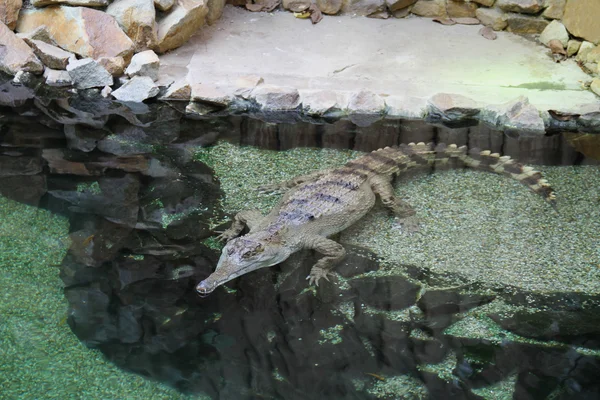 Štíhlé čtvernohého krokodýl Mecistops obrněný Stock Fotografie