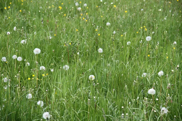 Karahindiba yeşil çayır