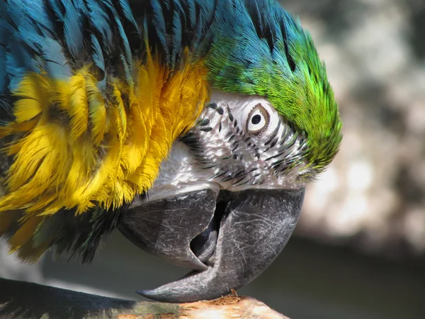 Papuga Ara Ararauna — Zdjęcie stockowe