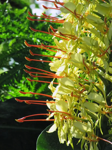 Tazelik egzotik çiçek