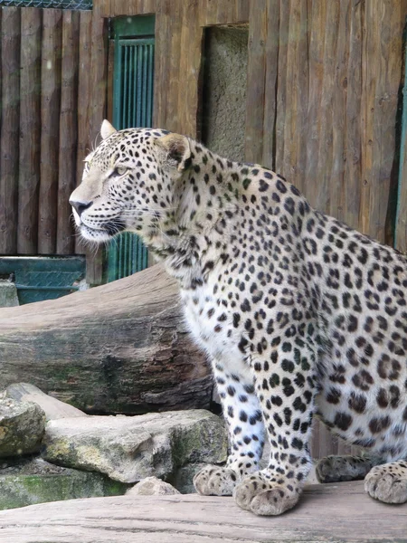 Leopar-Panthera Pardus