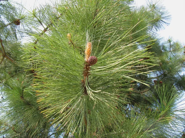 ayrıntı çam ağacı