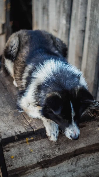 Poor dog near his house — Stock Photo, Image