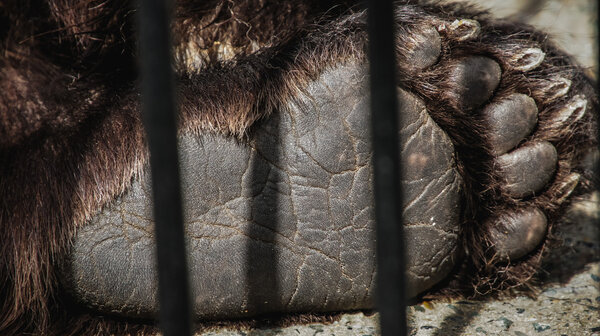 paw bear sitting in a cage in captivity