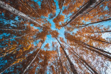 Güzel parlak sarı taç üstleri sonbahar ormandaki